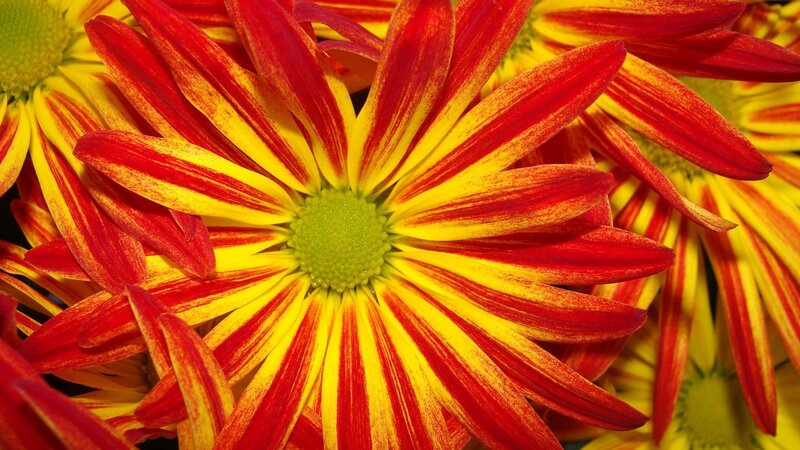 Red and yellow striped flower