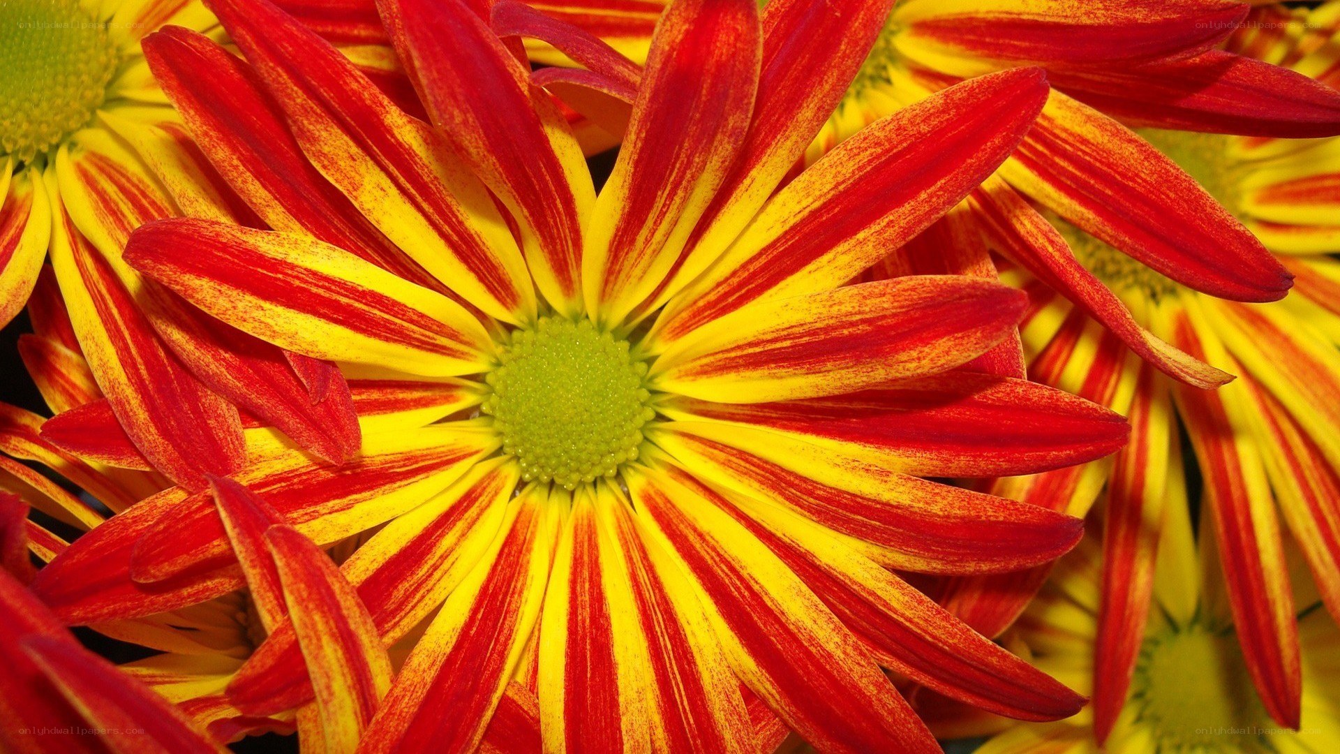 Red and yellow striped flower