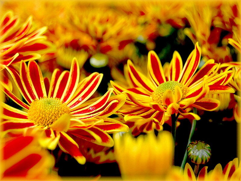 Red and yellow striped flowers