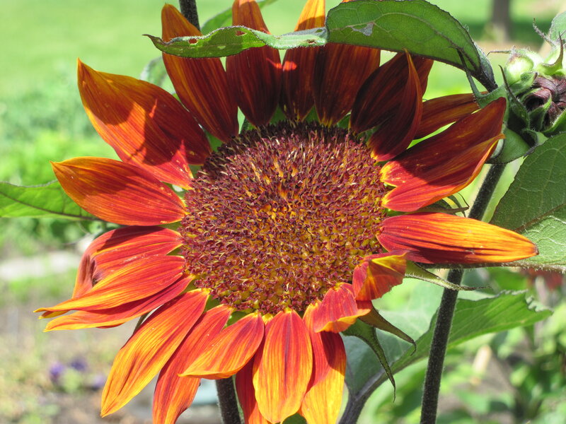 Red and Yellow Sunflower — Bright