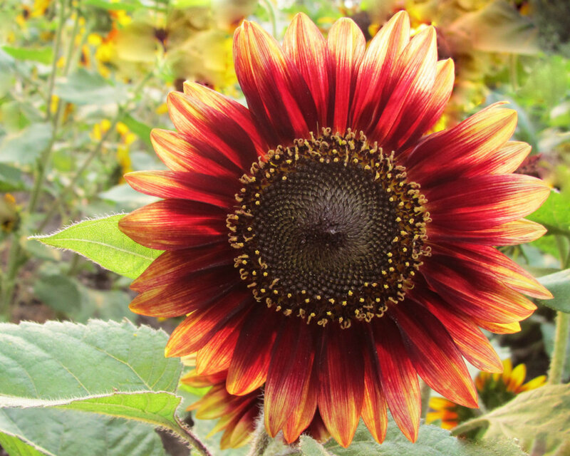 Red and Yellow Sunflower — Natural, Afternoon