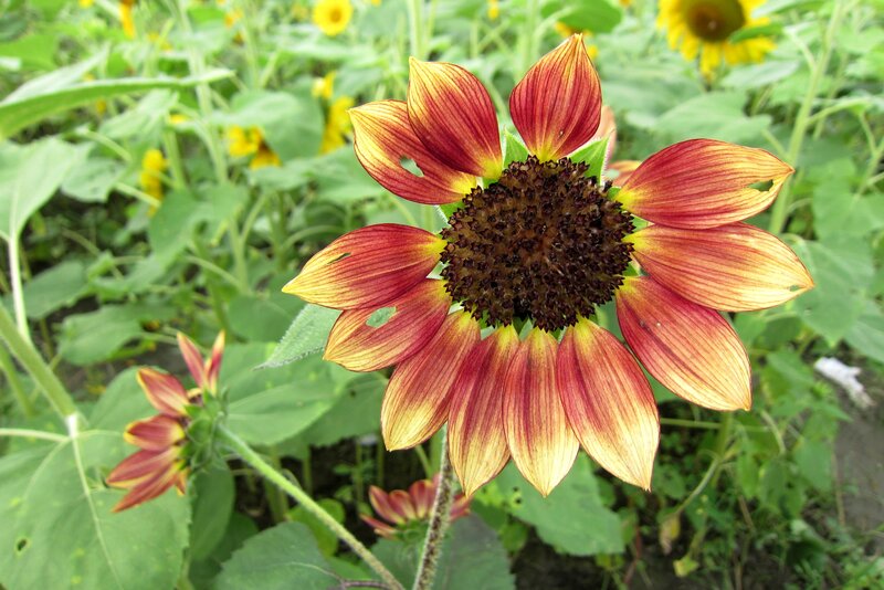 Red and Yellow Sunflower — Natural