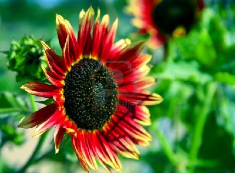 Red and Yellow Sunflower