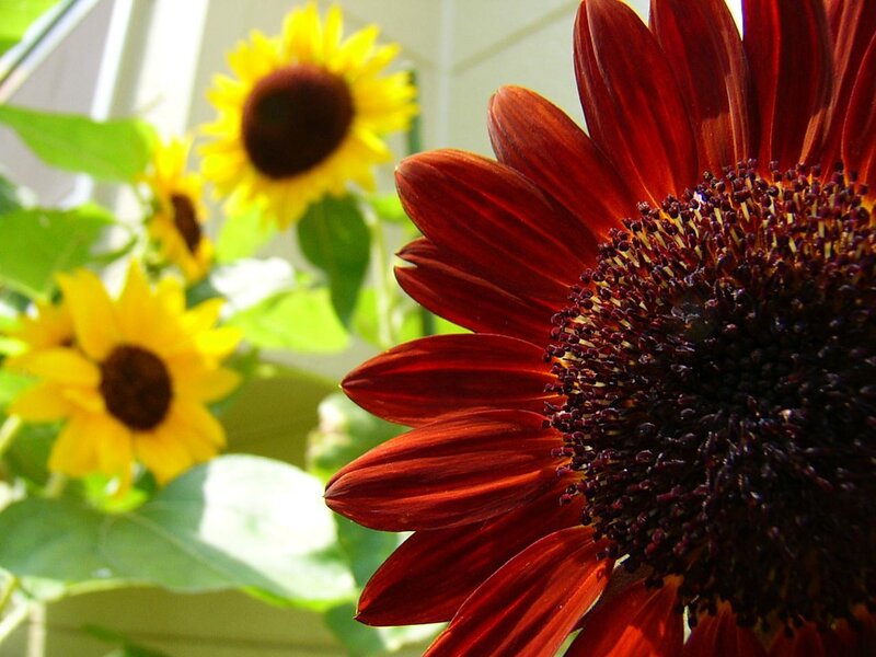 Red and Yellow Sunflowers