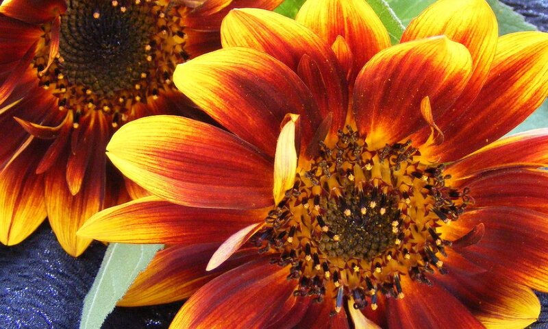 Red and Yellow Sunflowers — Vibrant