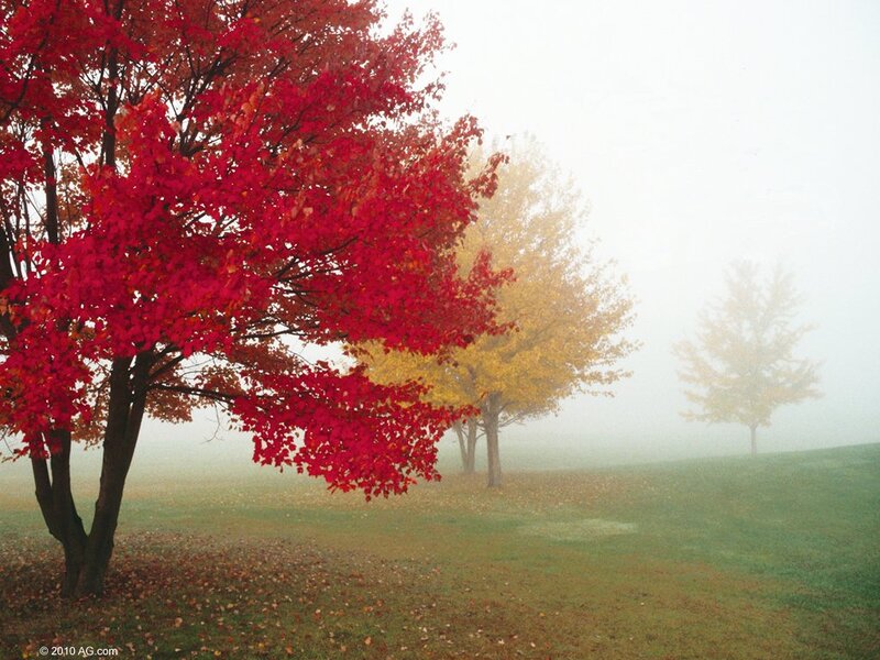 Red and Yellow Trees — Serene