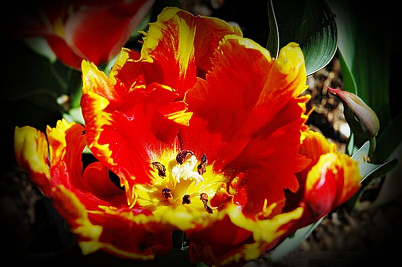 Red and yellow tulip bloom