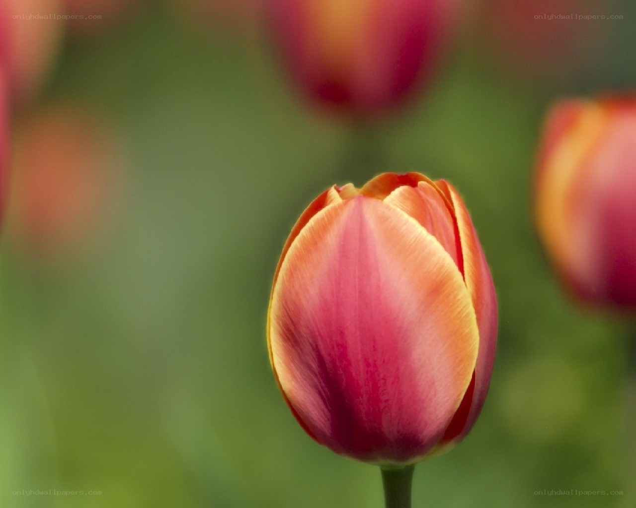 Red and yellow tulip bud