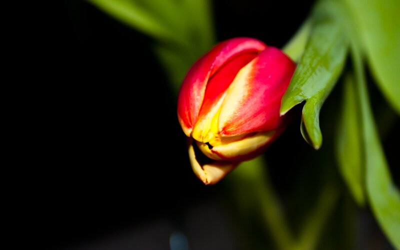 Red and Yellow Tulip Bud — Dramatic