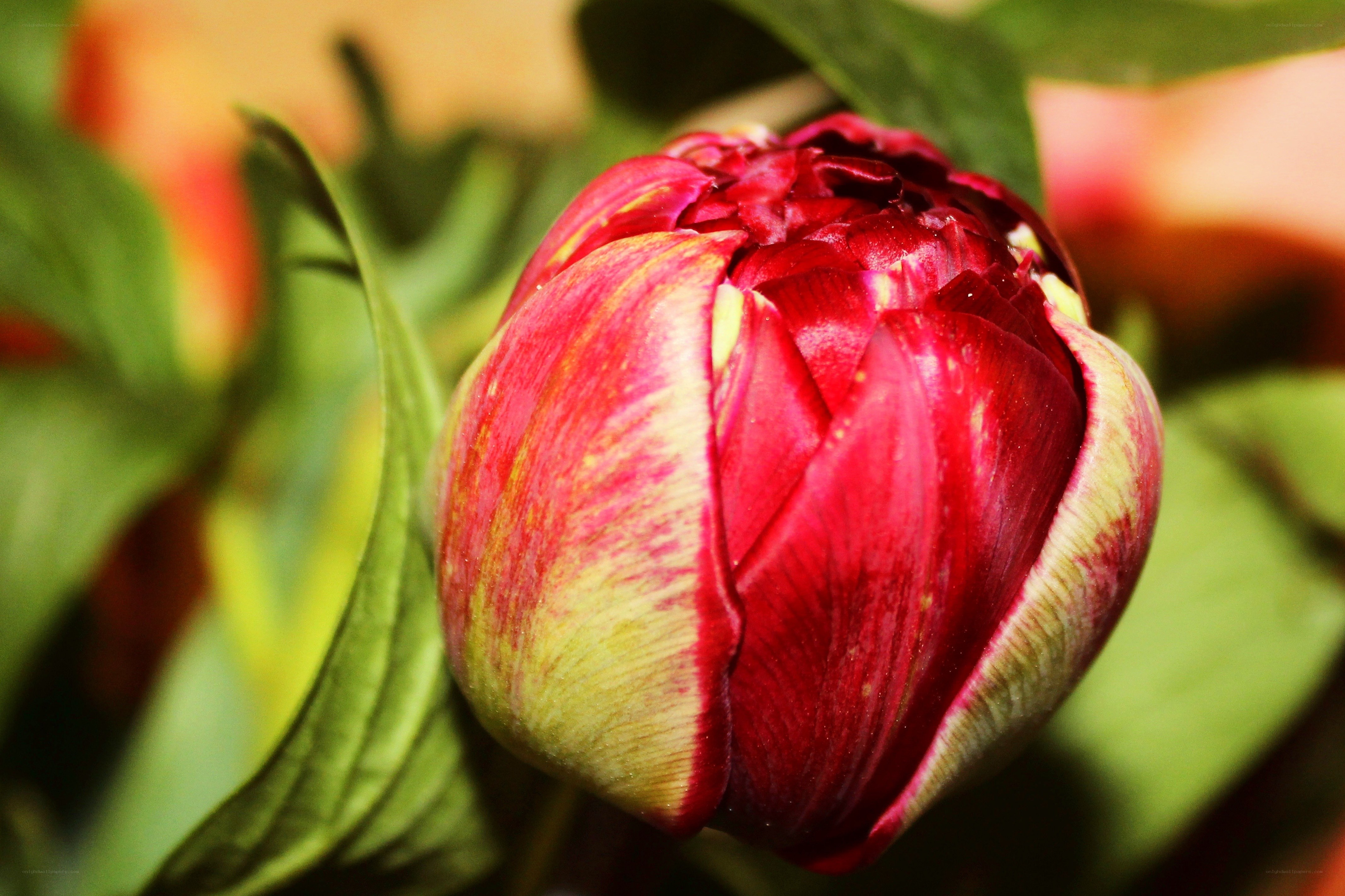 Red and yellow tulip bud
