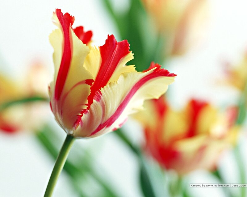 Red and Yellow Tulip — Calm, Photograph, Flower, Stem