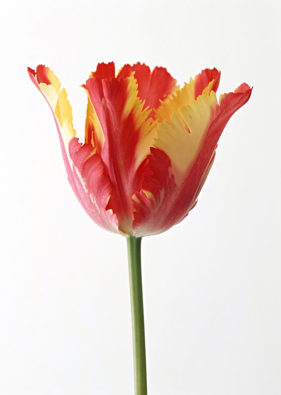 Red and Yellow Tulip — Calm, Photograph, Flower