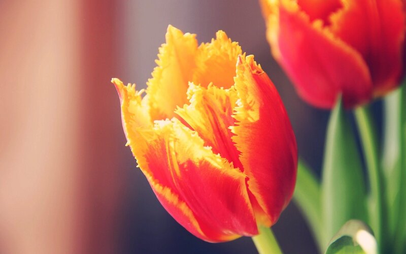 Red and Yellow Tulip — Calm, Photograph, Green Leaves
