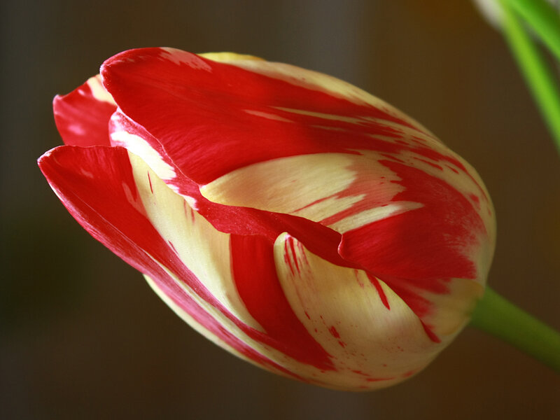 Red and Yellow Tulip — Calm, Photograph