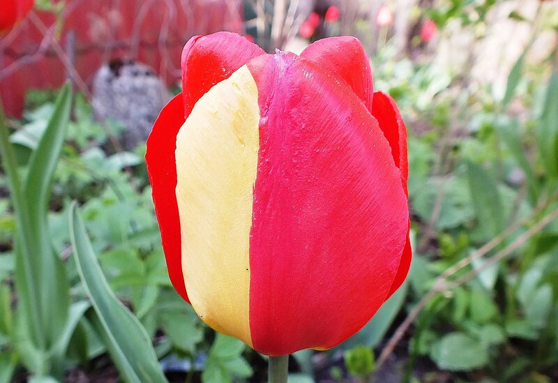 Red and Yellow Tulip — Calm, Spring