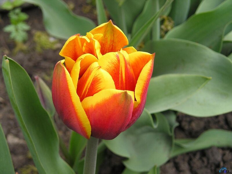 Red and Yellow Tulip — Calm