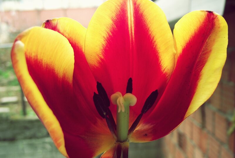 Red and yellow tulip close-up