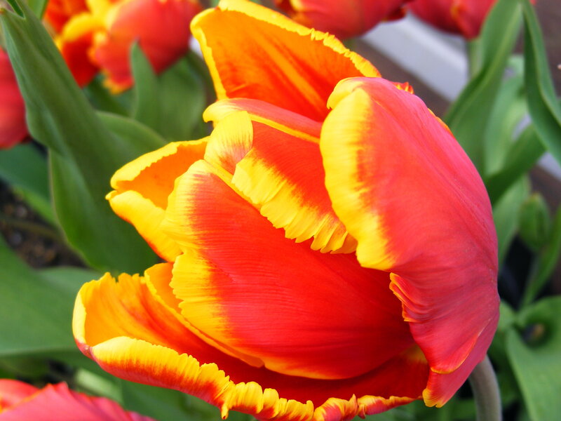 Red and yellow tulip close-up