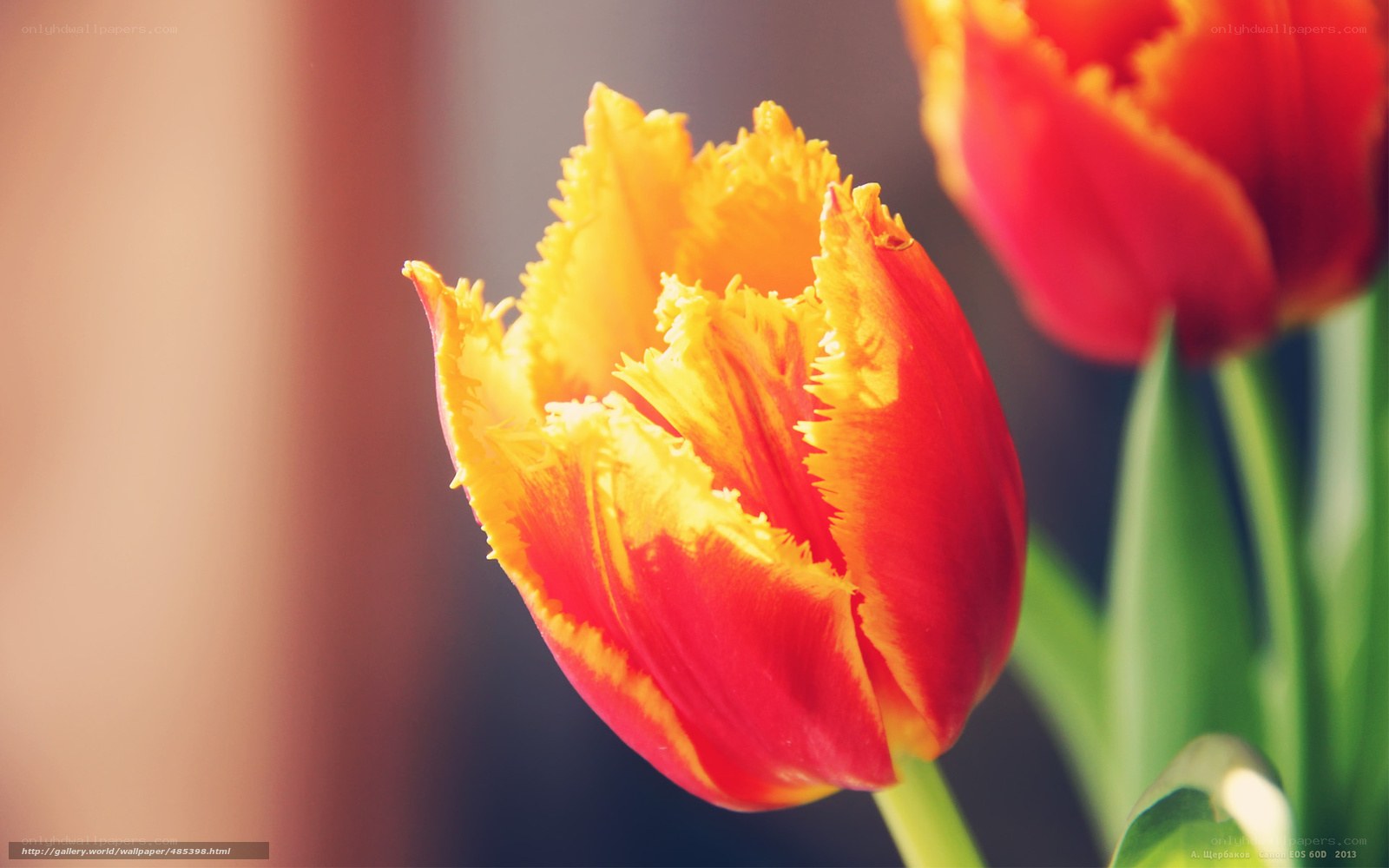 Red and yellow tulip close-up
