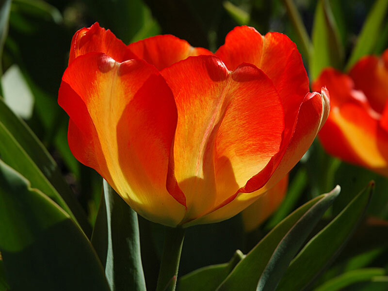 Red and Yellow Tulip — Dramatic, Afternoon