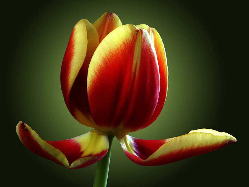 Red and Yellow Tulip — Dramatic, Photograph, Flower