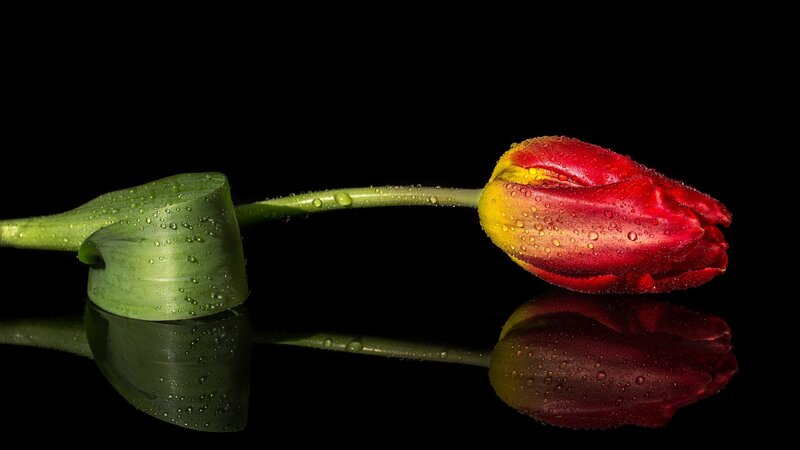 Red and Yellow Tulip — Dramatic, Photograph, Stem