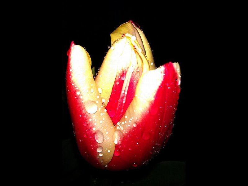 Red and Yellow Tulip — Dramatic, Photograph