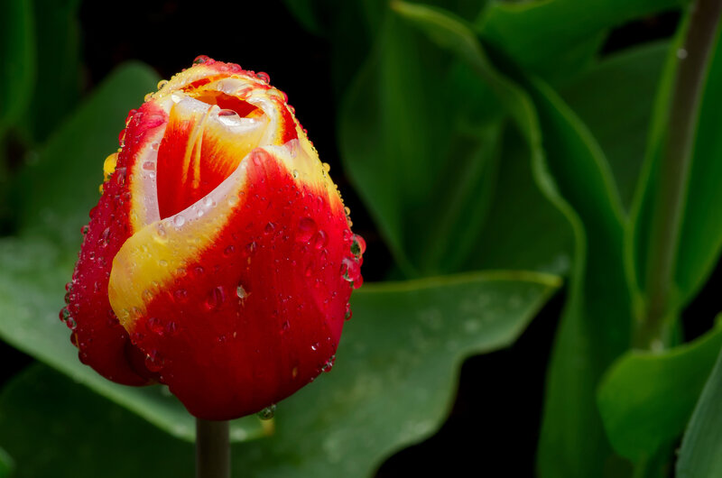 Red and Yellow Tulip — Dramatic, Photograph, Water Droplets, Green Leaves