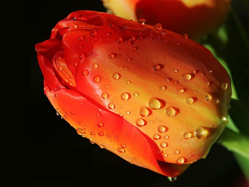 Red and Yellow Tulip — Dramatic, Photograph, Water Droplets
