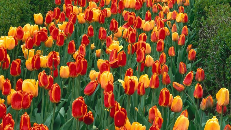 Red and yellow tulip field