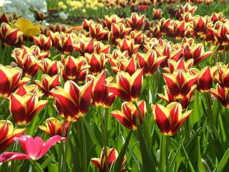 Red and yellow tulip field