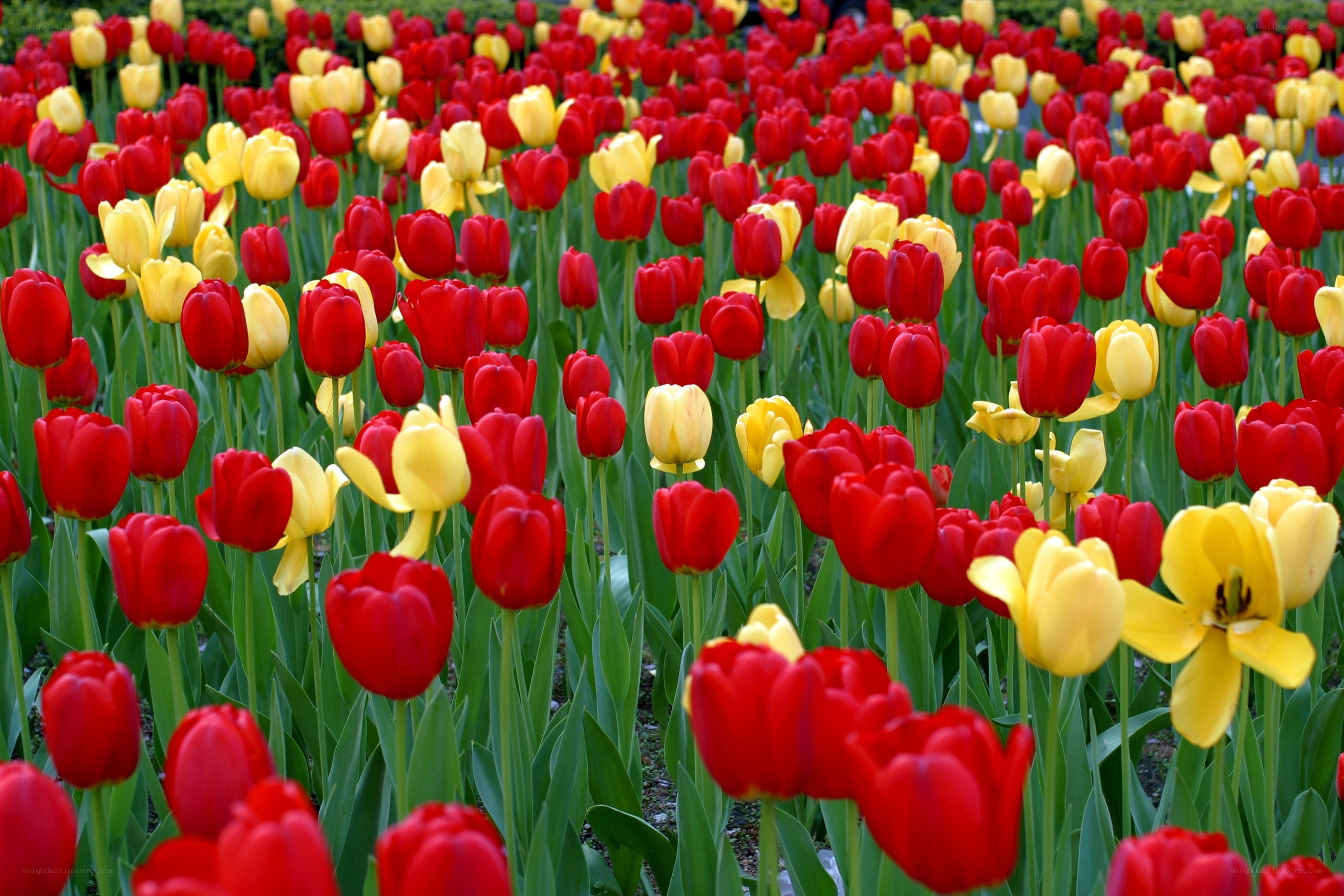 Red and yellow tulip field