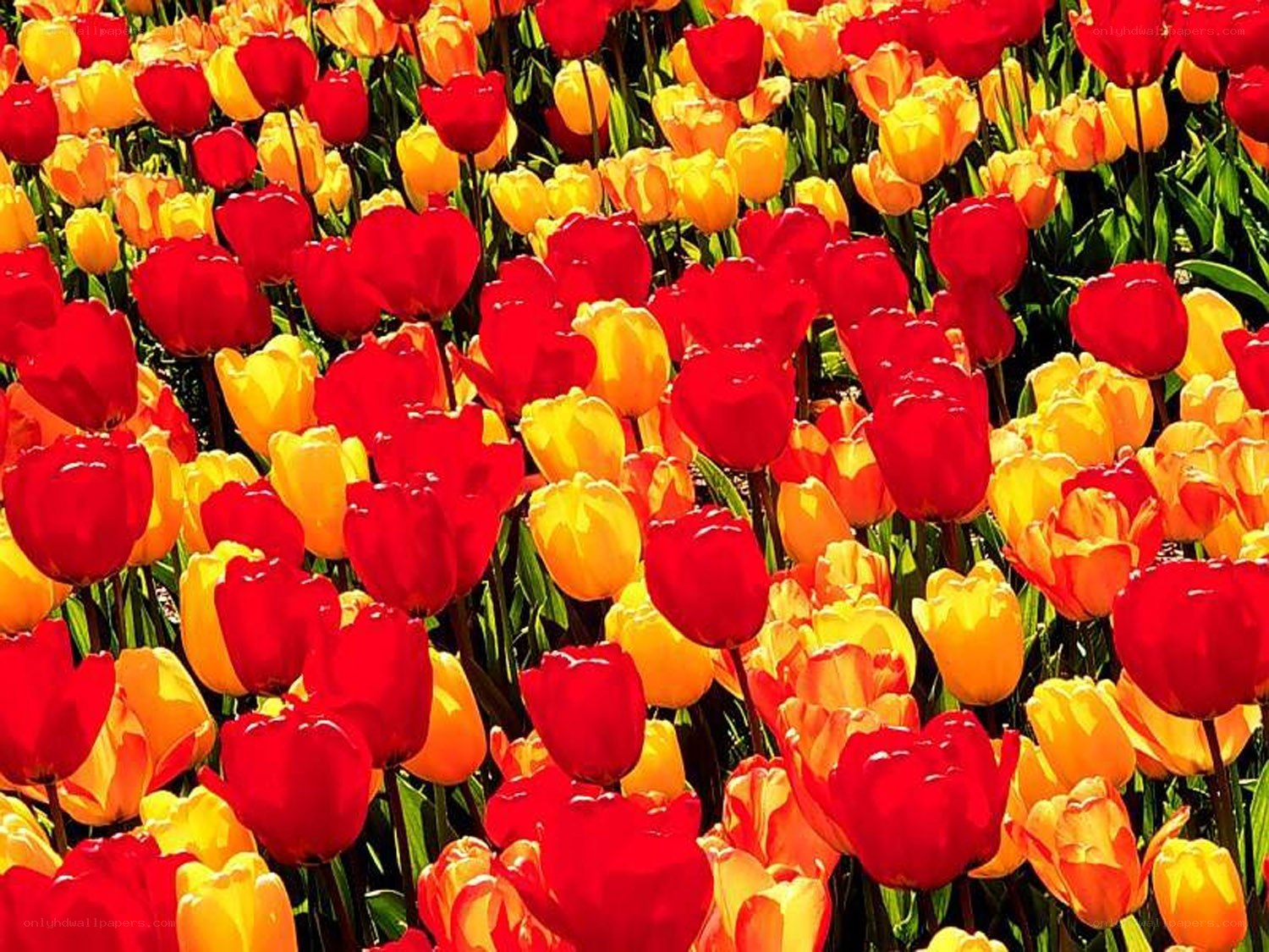 Red and yellow tulip field