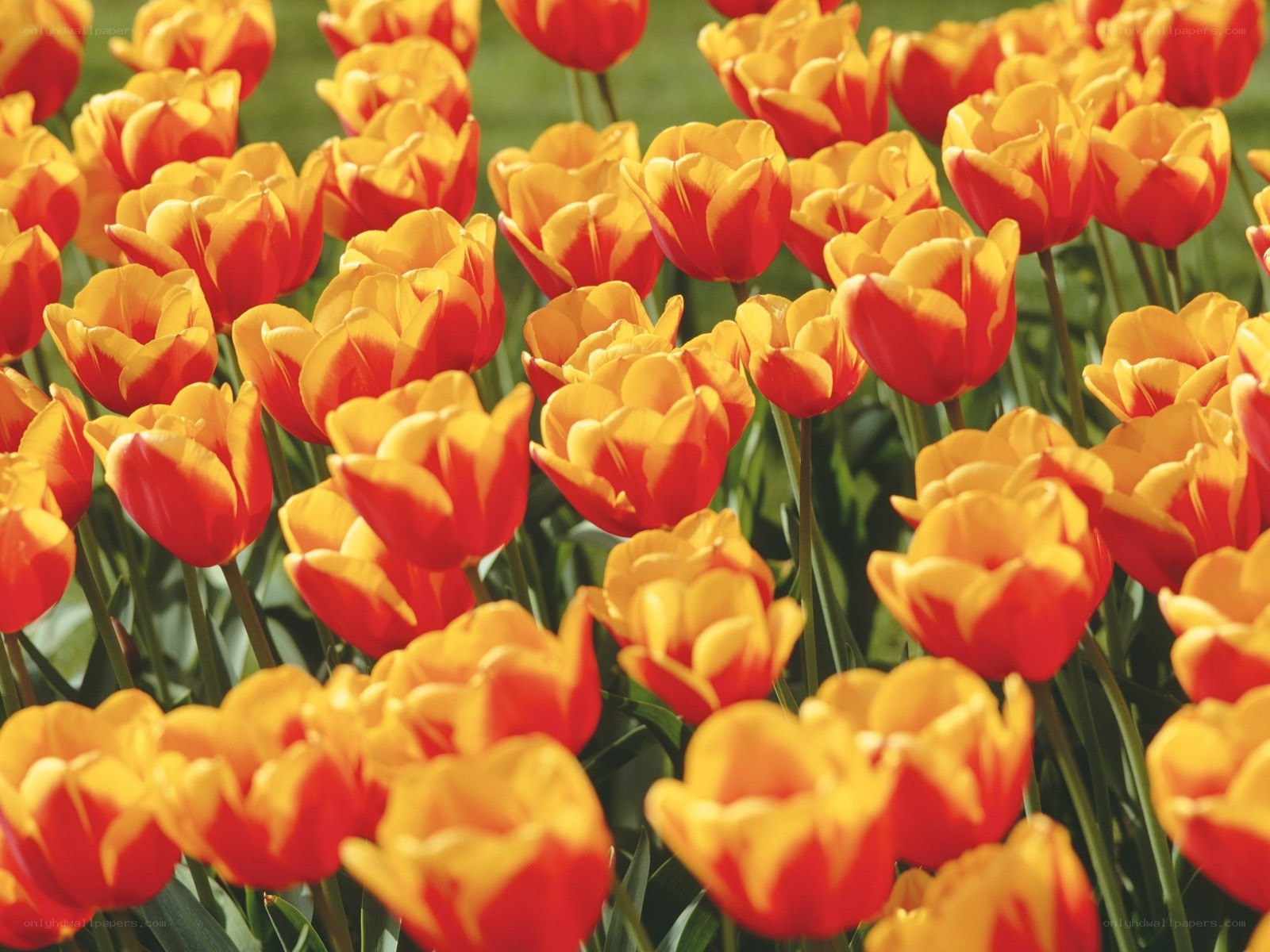 Red and yellow tulip field