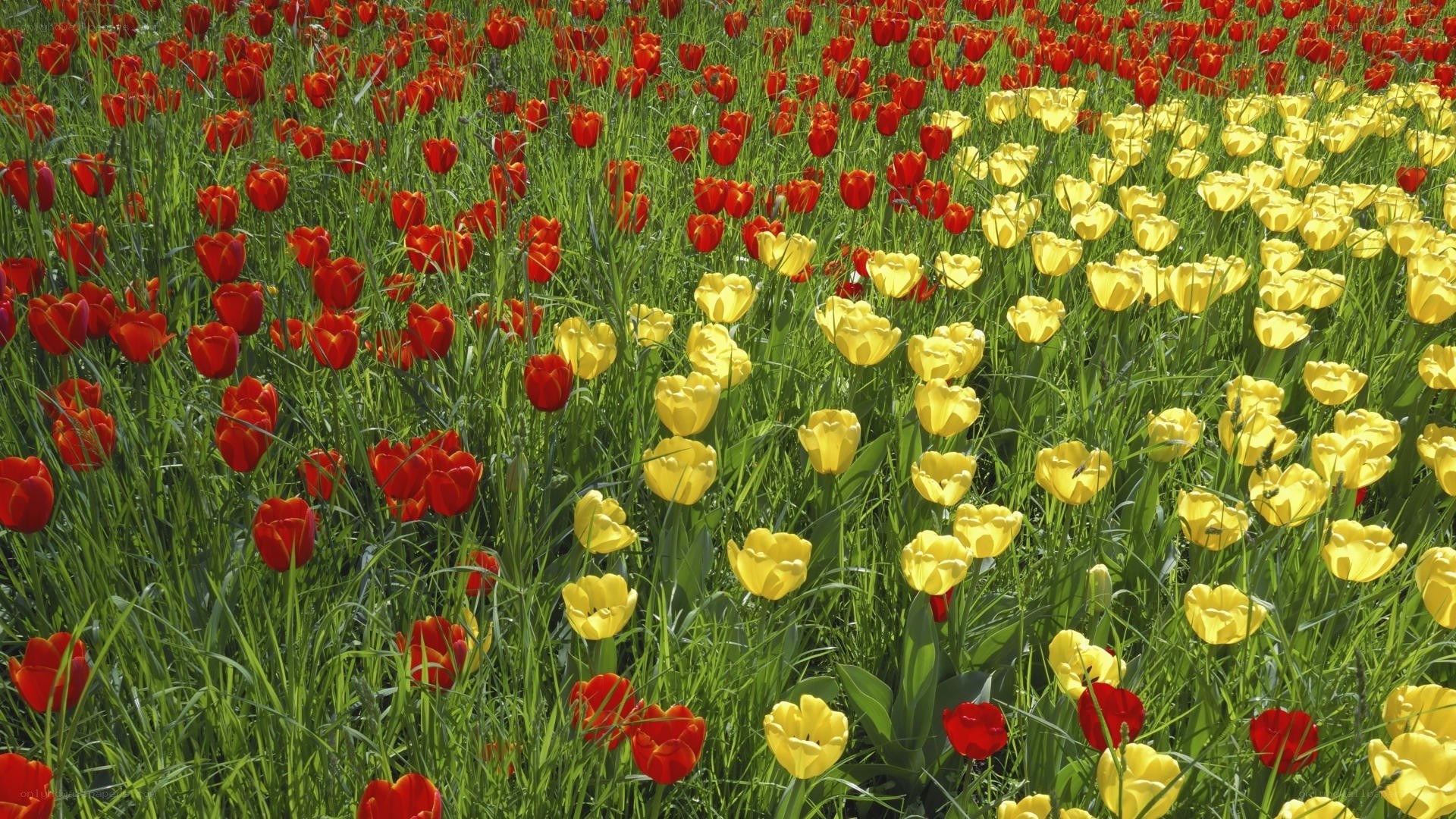 Red and yellow tulip field