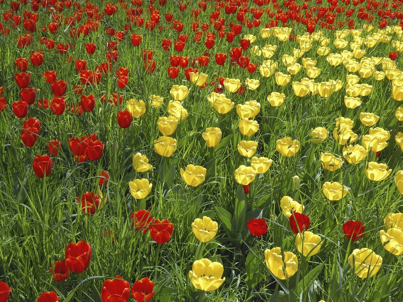 Red and yellow tulip field