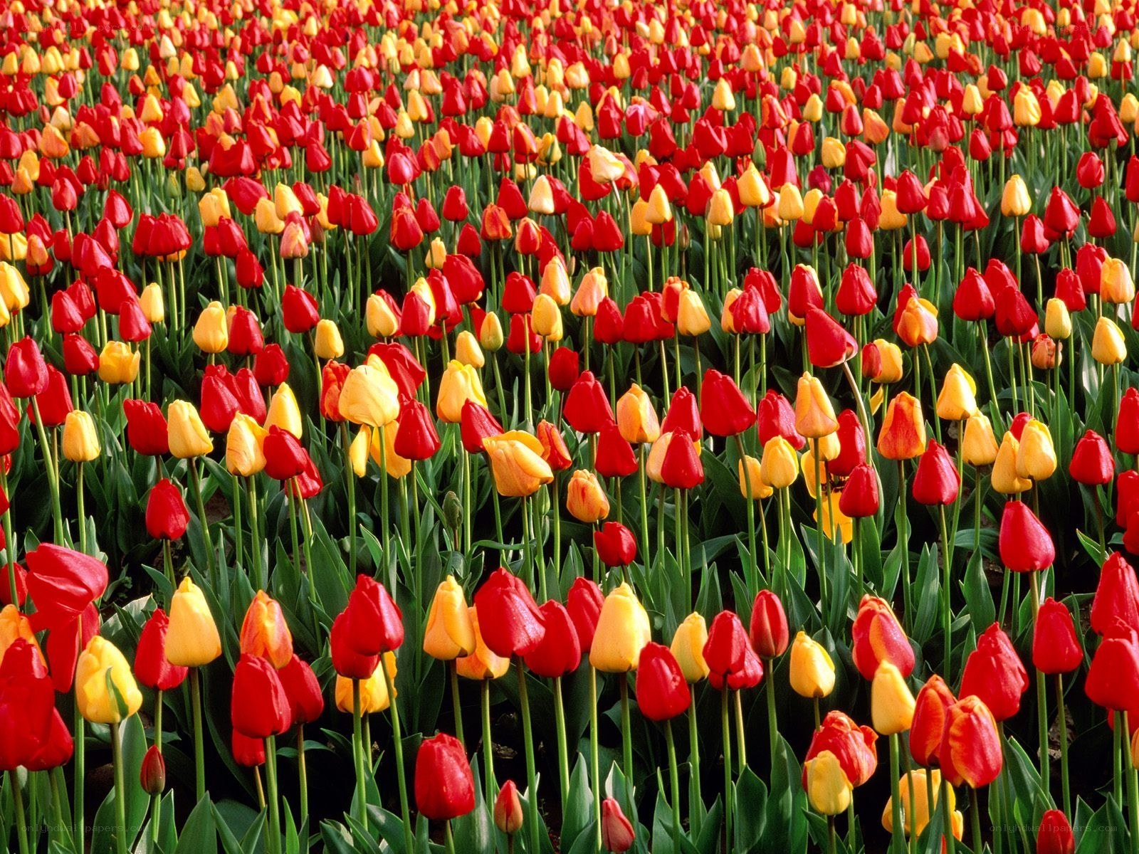 Red and yellow tulip field