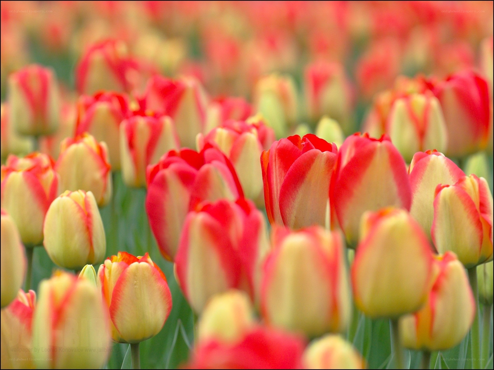 Red and yellow tulip field