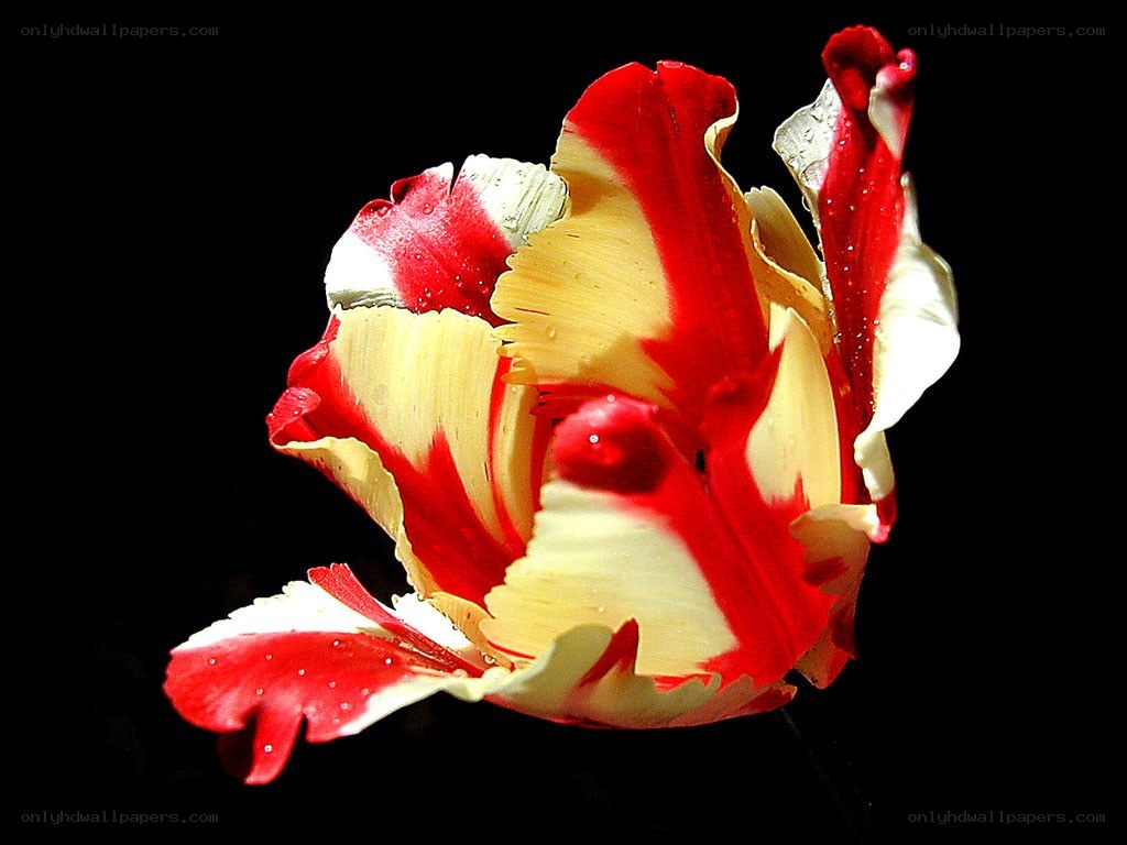 Red and yellow tulip flower