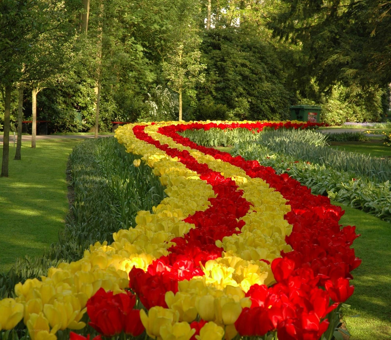 Red and yellow tulip flower bed