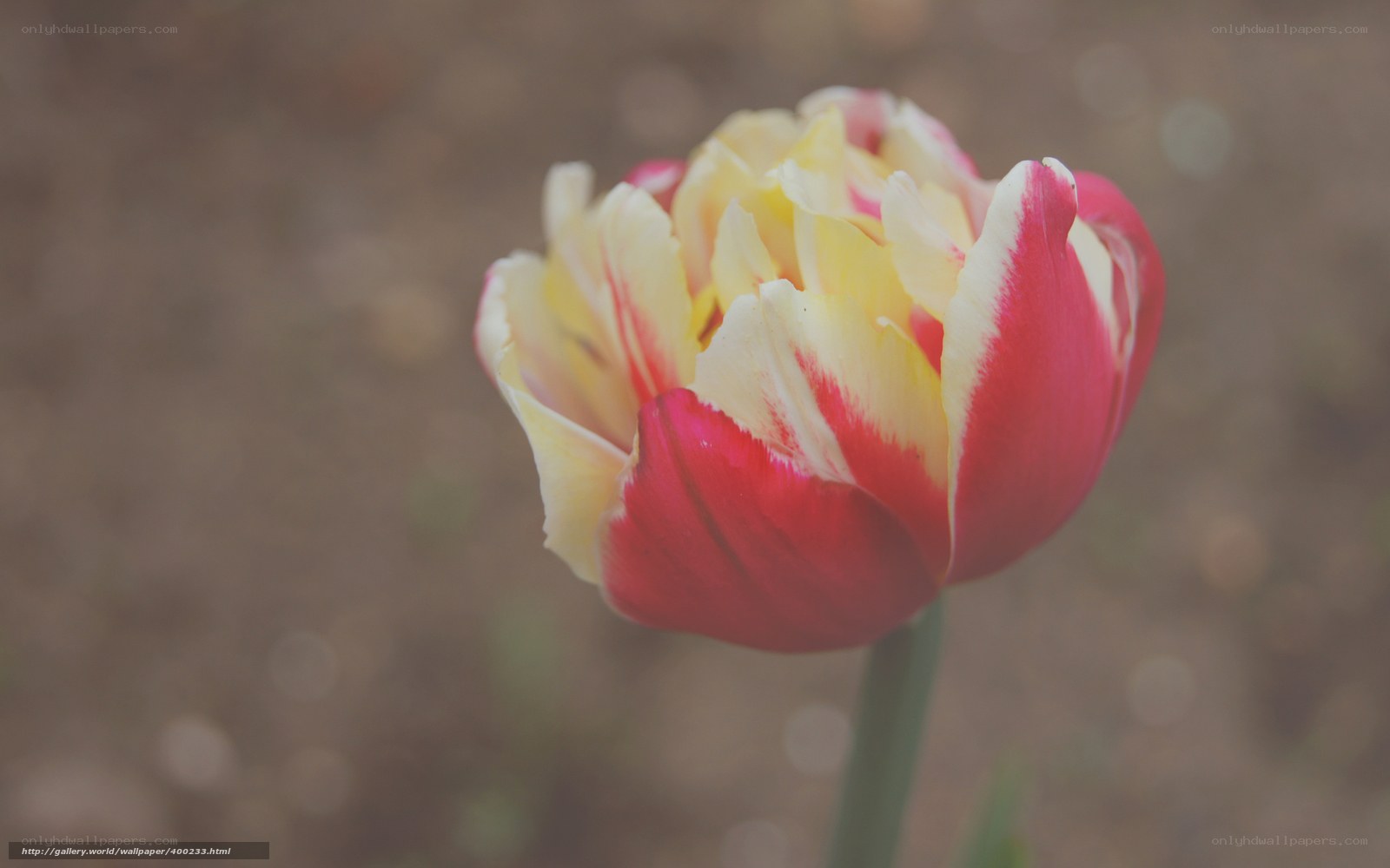 red and yellow tulip flower