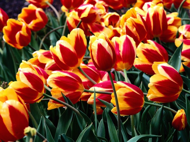 Red and yellow tulip flowers