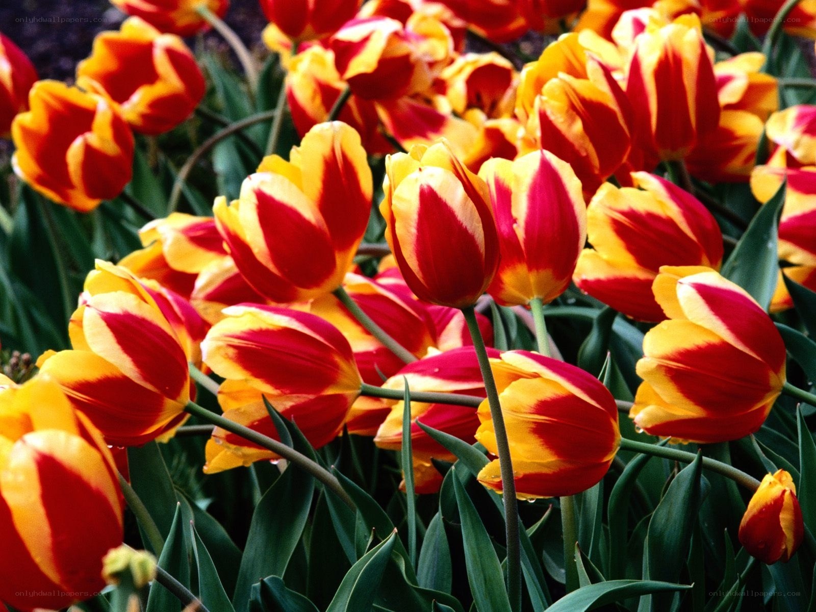 Red and yellow tulip flowers