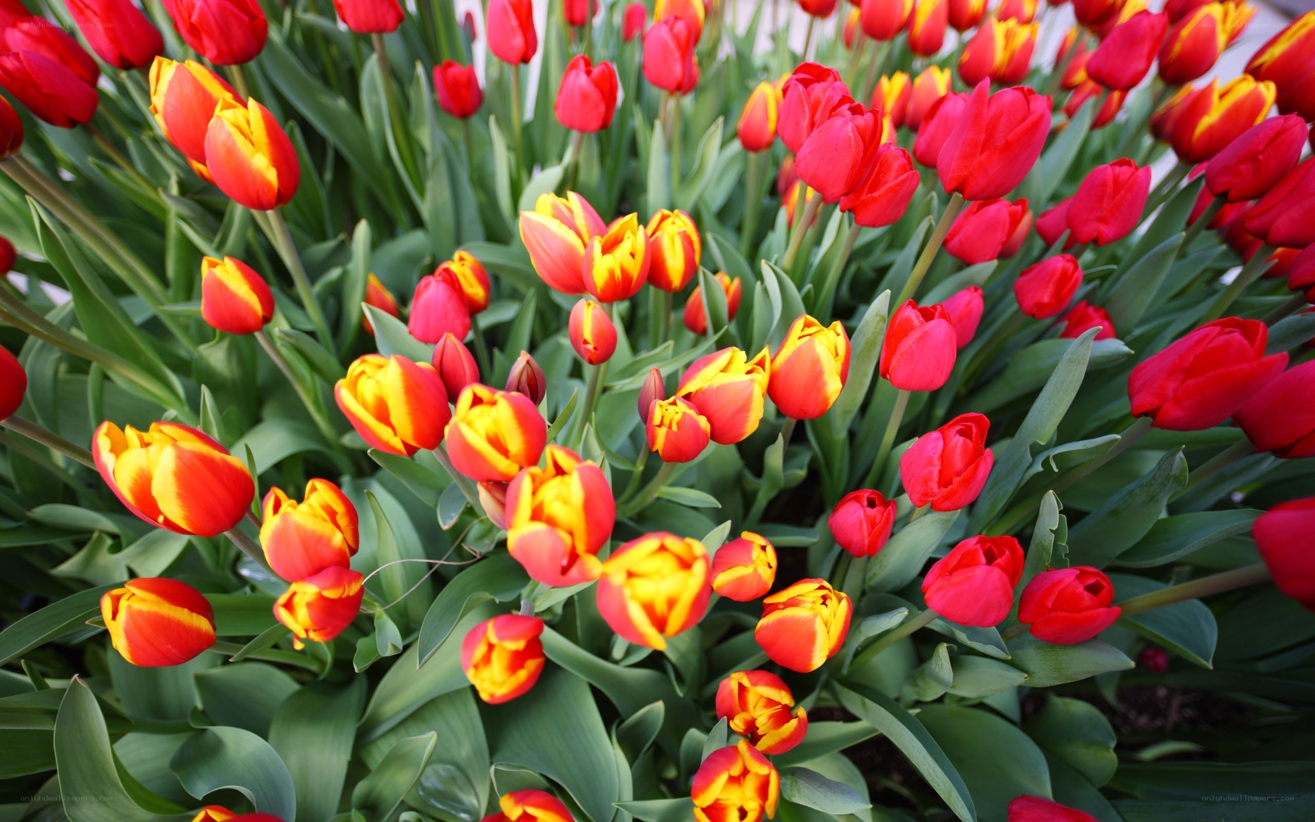 Red and yellow tulip garden