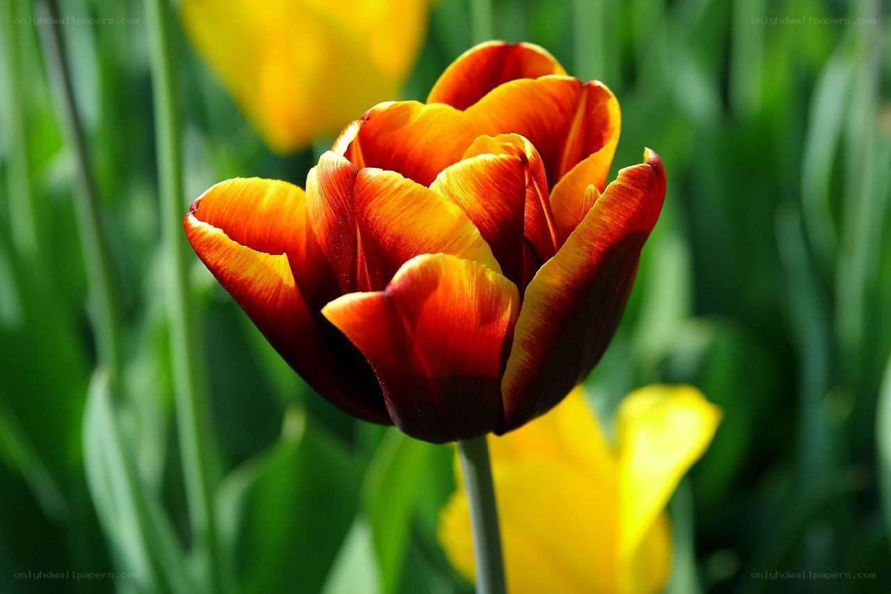 Red and yellow tulip in bloom
