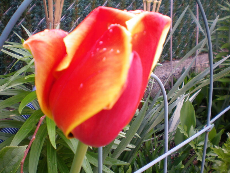 Red and yellow tulip in garden
