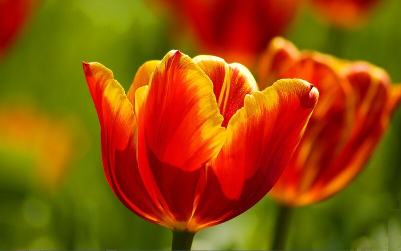 Red and yellow tulip in sunlight