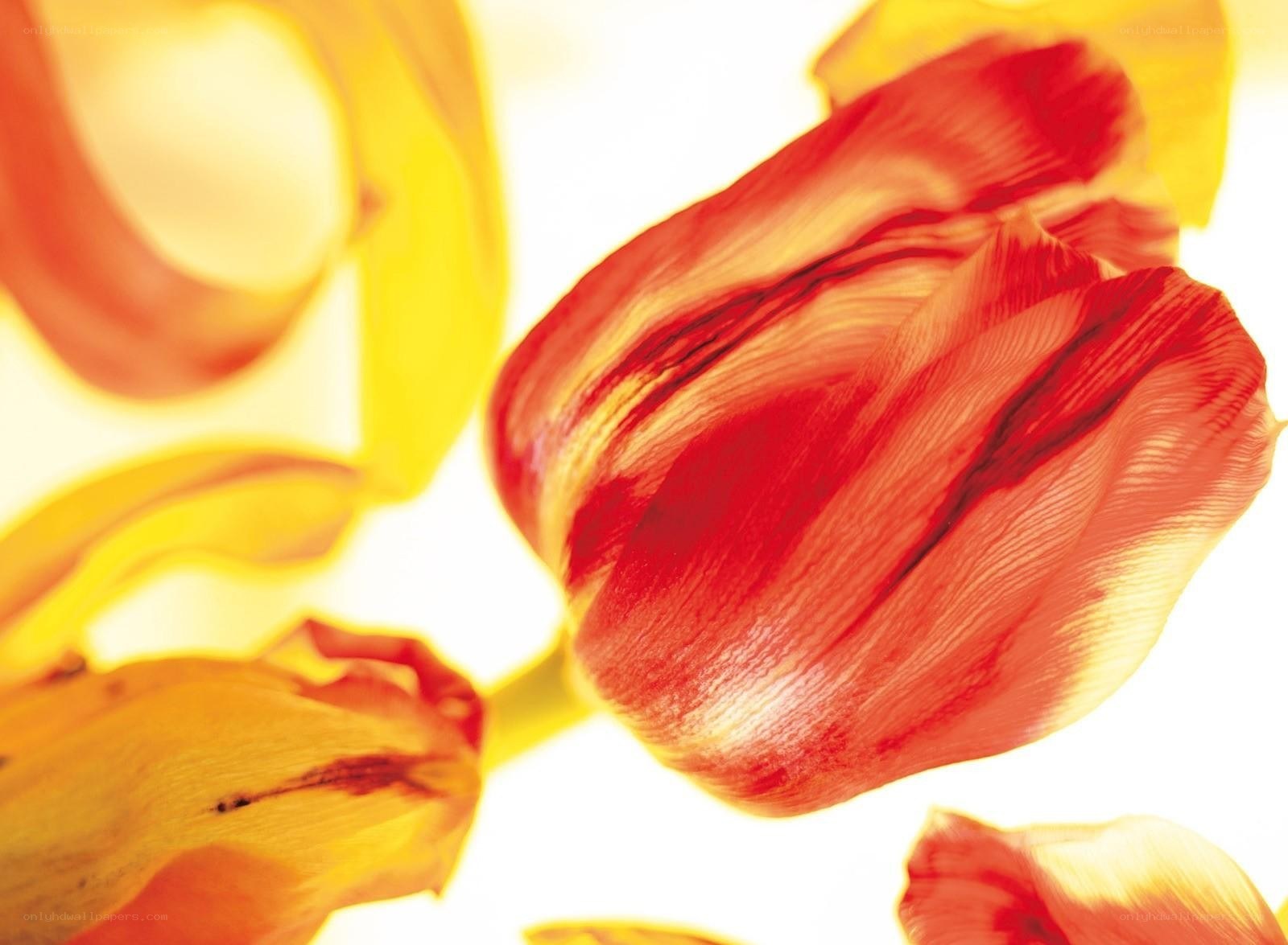 Red and yellow tulip petals