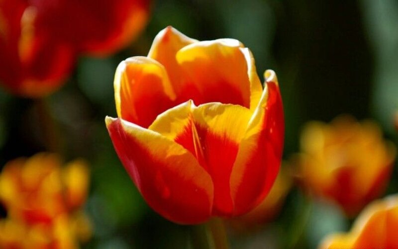 Red and Yellow Tulip — Serene, Afternoon