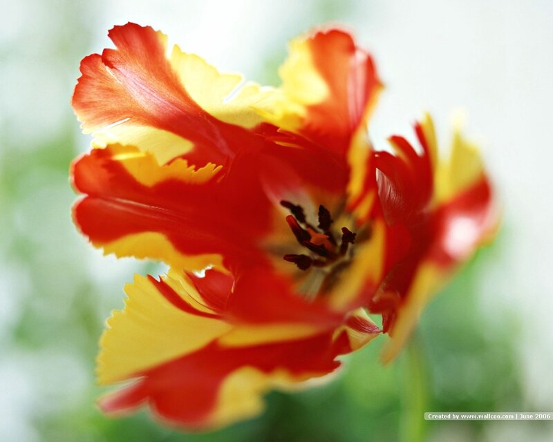 Red and Yellow Tulip — Serene, Photograph, Flower, Petals